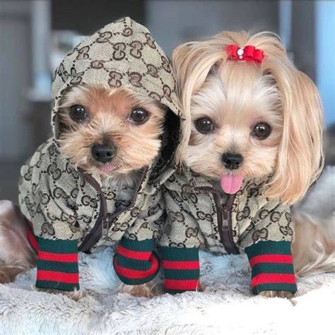 gucci yorkie clothes|Gucci online customer service.